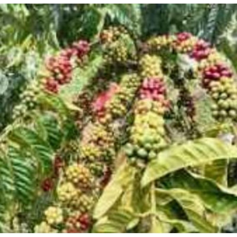 

biji kopi robusta lampung 500g