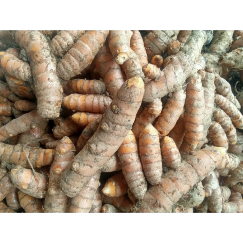 

kunyit segar alami dari kebun langsung