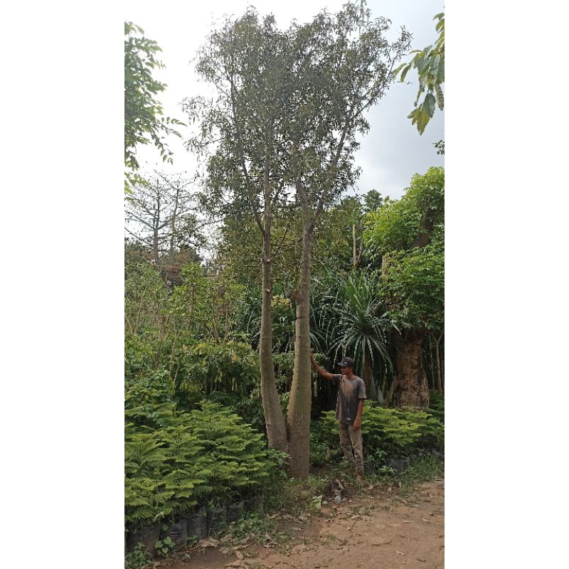 POHON BAOBAB BOTOL TREE