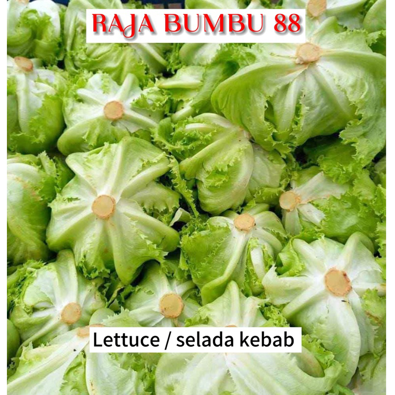 LETTUCE / SELADA KEBAB 250 gr