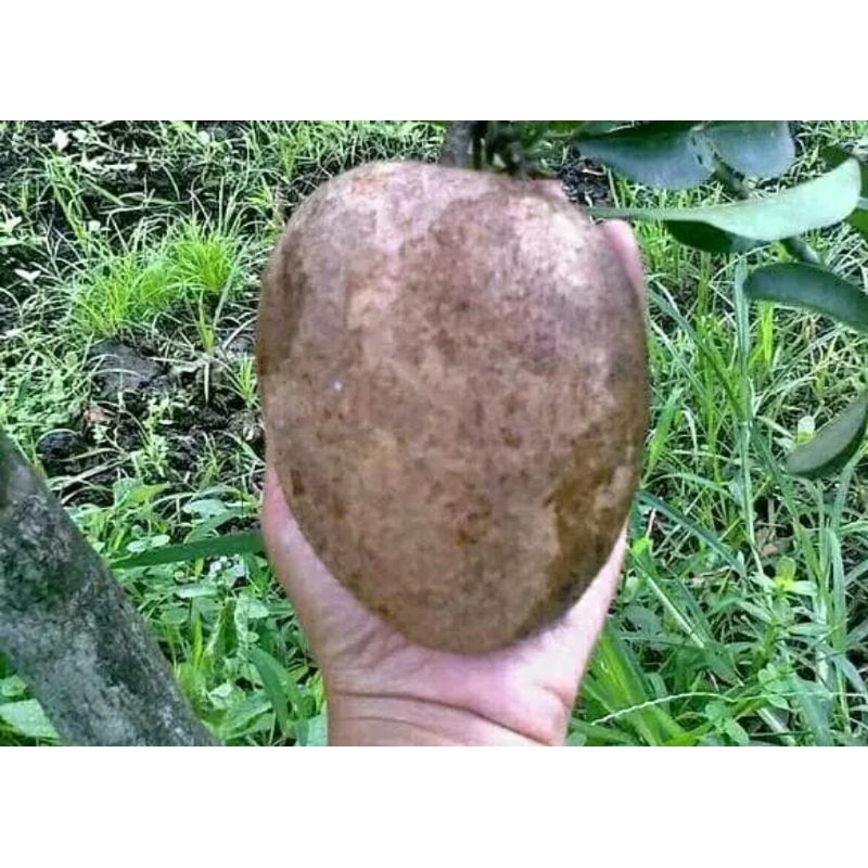 BIBIT SAWO JUMBO CM 19 VIETNAM