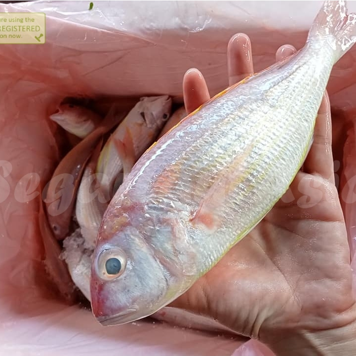 

Ikan Kurisi Segar Ikan Kurisi 1Kg