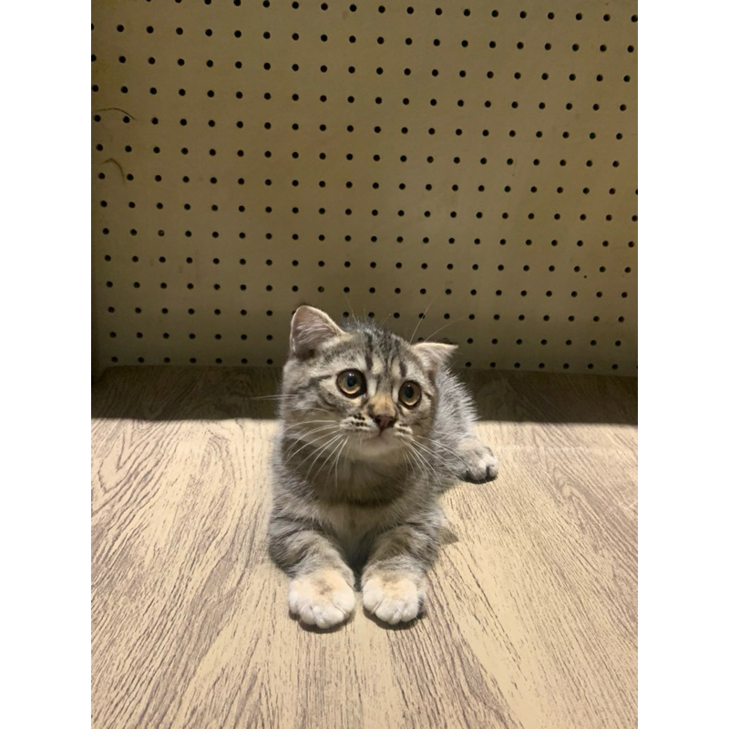 kucing munchkin kaki pendek cebol gaelic scottish fold kitten