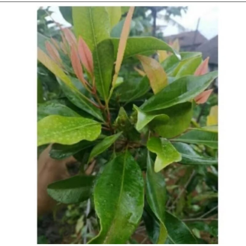 

daun cengkeh segar obat herbal obat tradisional