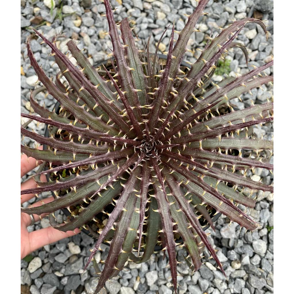 Dyckia Dawsonii Size Besar