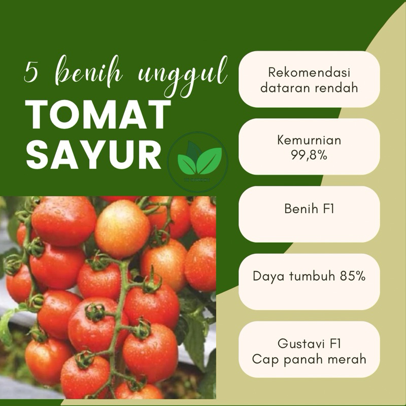 5 Benih Tomat Unggul F1 Benih Tomat Sayur F1 Gustavi