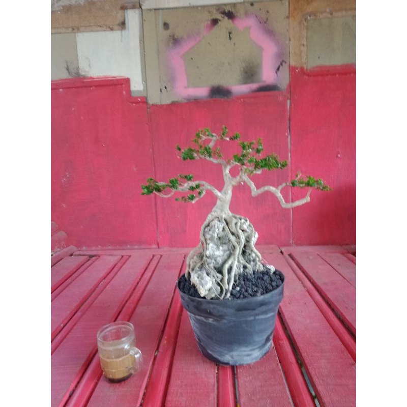 bonsai sancang on the rock