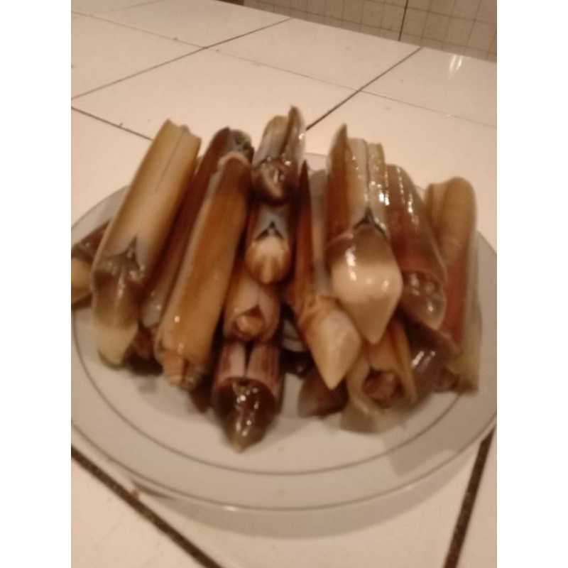 

kerang bambu segar