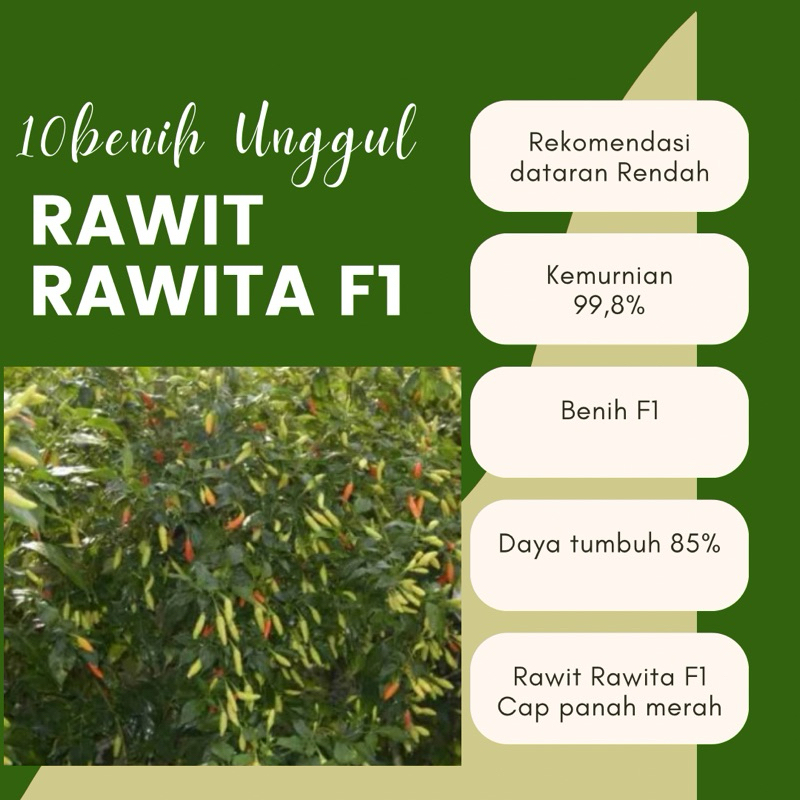 10 Benih Unggul F1 Cabe Rawit Rawita Cabai Rawit Rawita F1