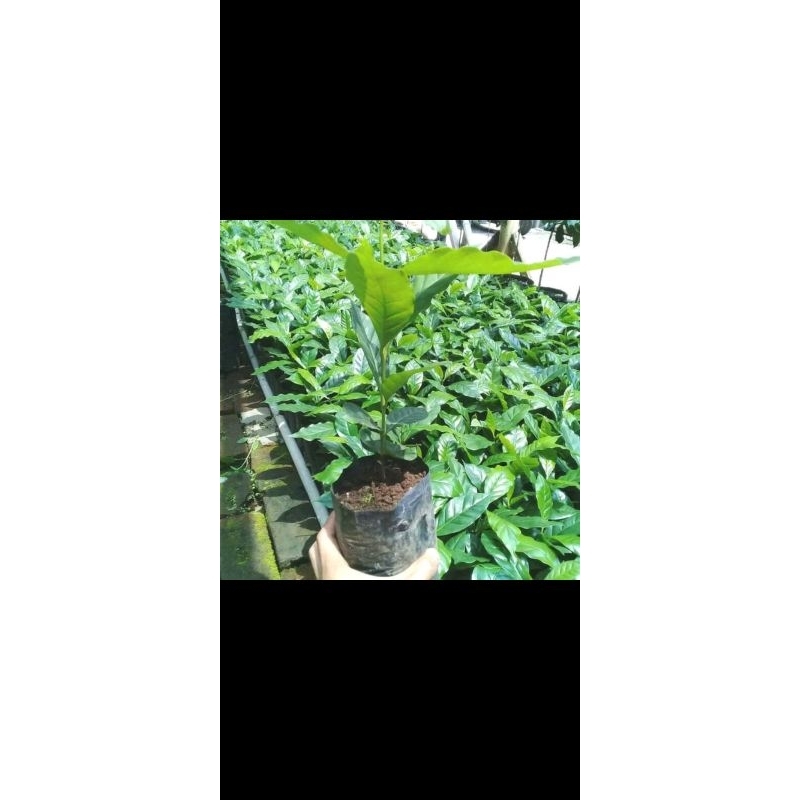 Bibit Kopi Arabica