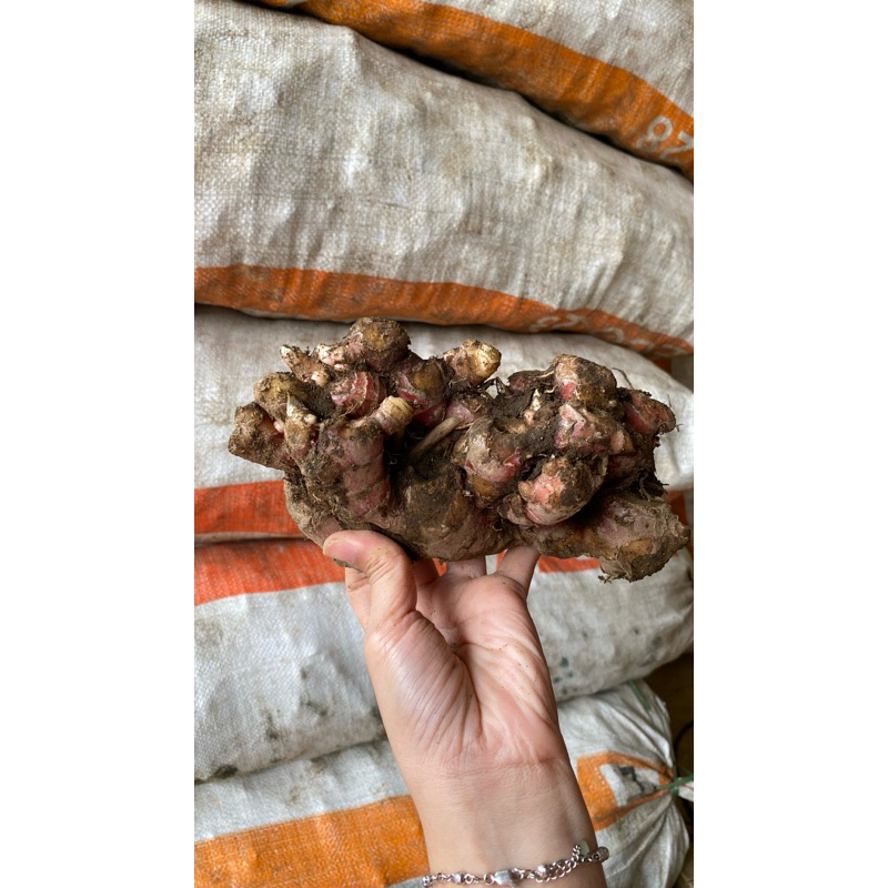 

RB Jahe Merah Medan Segar 10KG+ Grosir