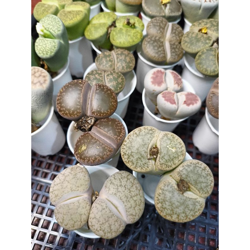 lithops jumbo 2 head/sukulen/ kaktus