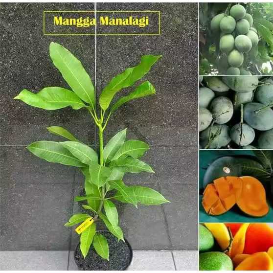 Bibit Mangga Manalagi ASLI Hasil Okulasi / Cangkok Cepat Berbuah