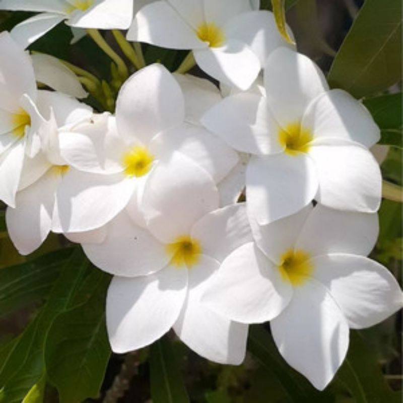 TERBARU TANAMAN HIAS BUNGA KAMBOJA PAGODA PUTIH - PLUMERIA PUDICA - JOMBO