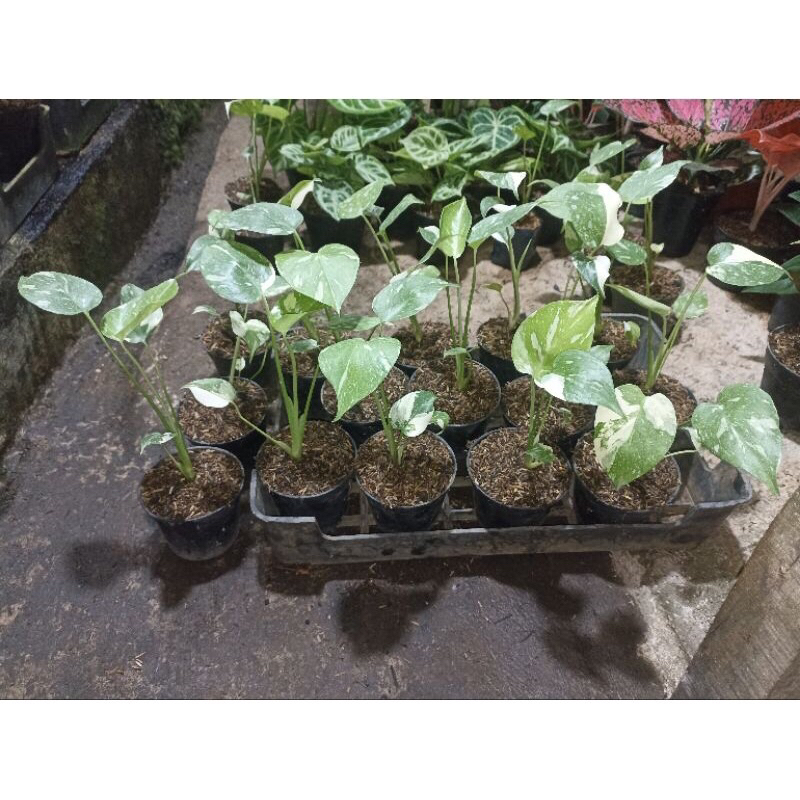 monstera thai/monthai