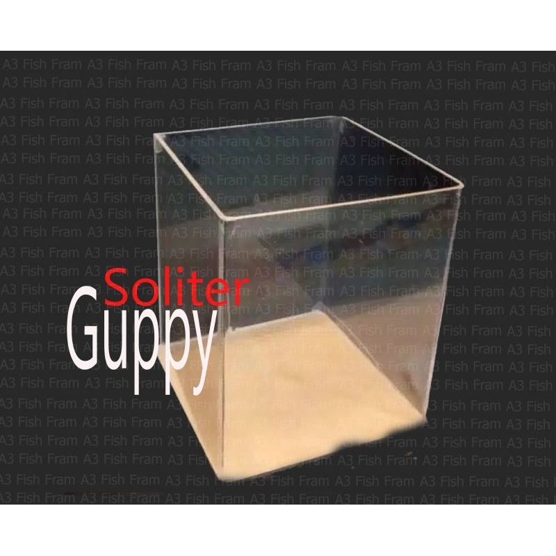 soliter guppy Koi PRTDE