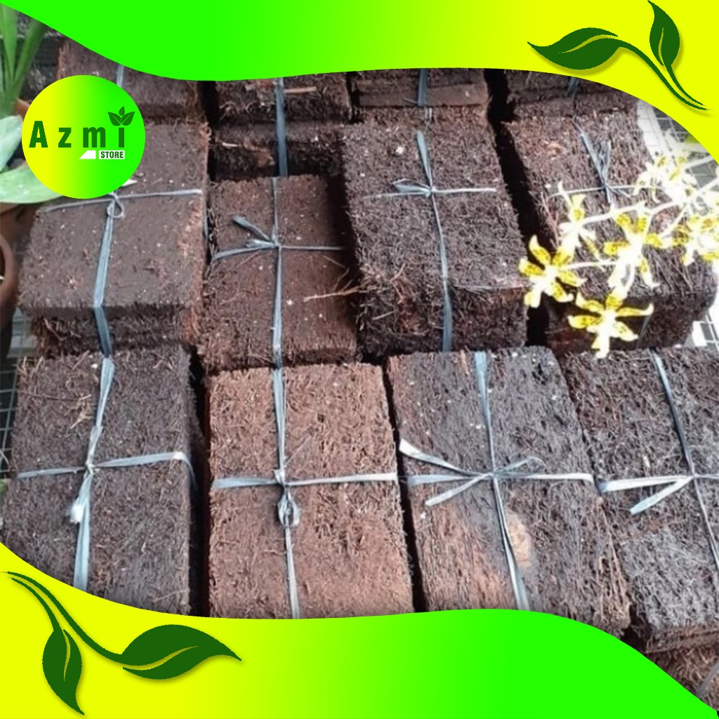 Papan Pakis Media Tanam Anggrek - Lempeng Pakis Media tanam