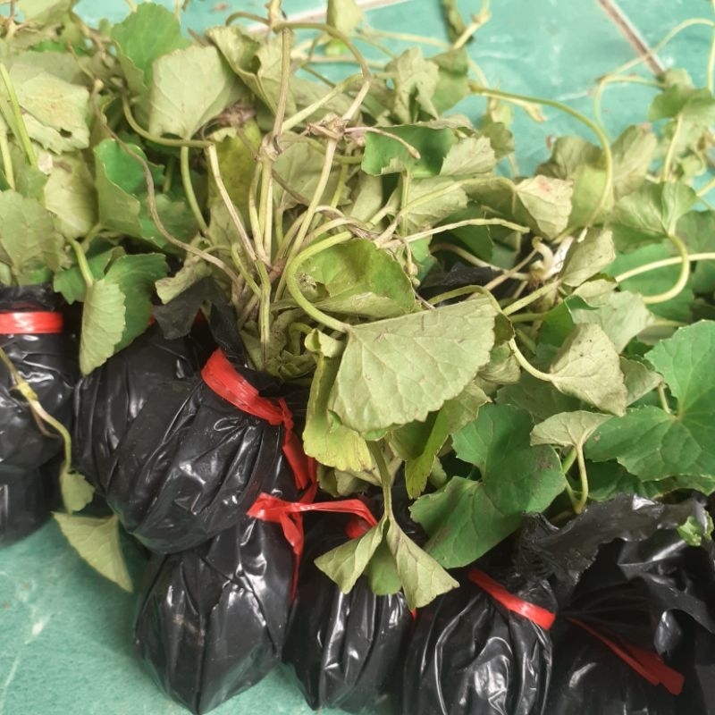 bibit pegagan/ bibit antanan paket perikat