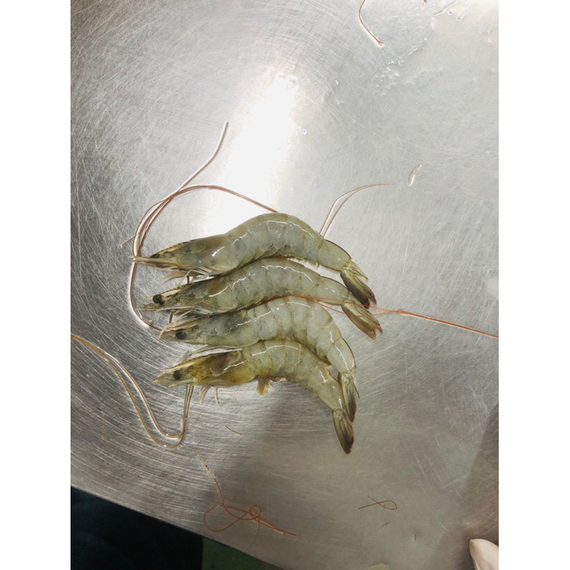 

Udang Size Sedang