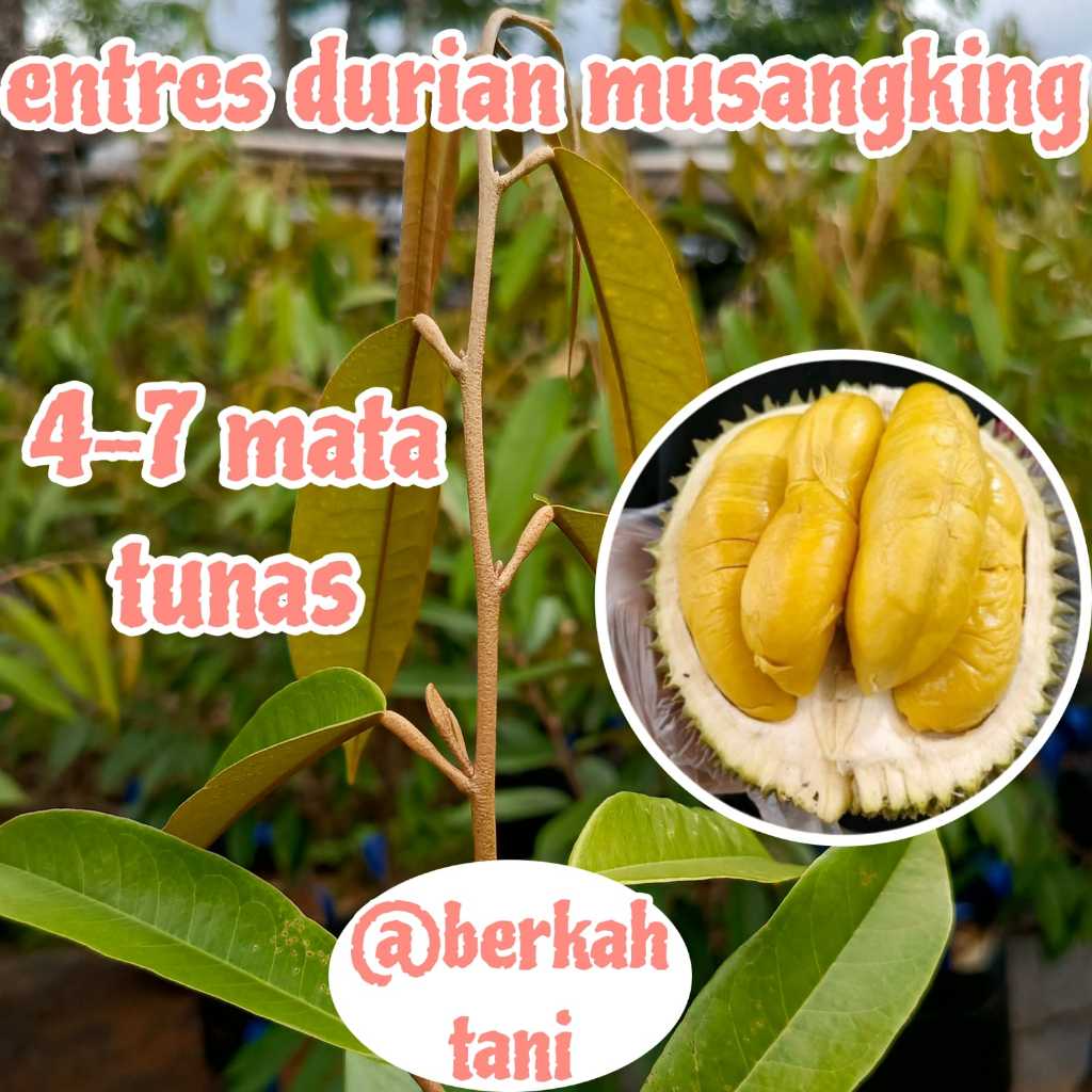 ENTRES DURIAN SUPER MATA TUNAS POHON DURIAN MUSANGKING ASLI