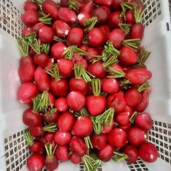 

Red Radish / Lobak Merah Segar 1kg