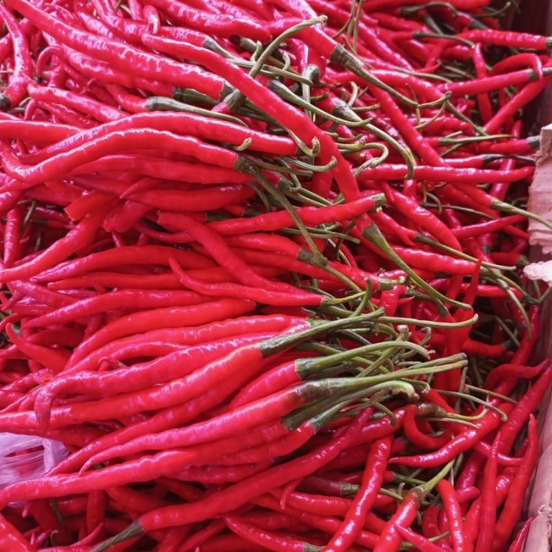

cabe rawit cabe keriting cabe tanjung cengek 100 gram