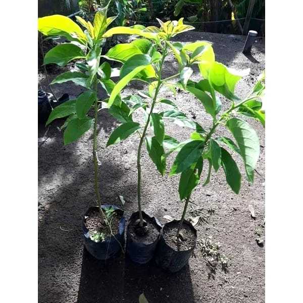 Lintang Gardening Bibit Alpukat Aligator Super Asli Hasil Okulasi / Cangkok Cepat Berbuah