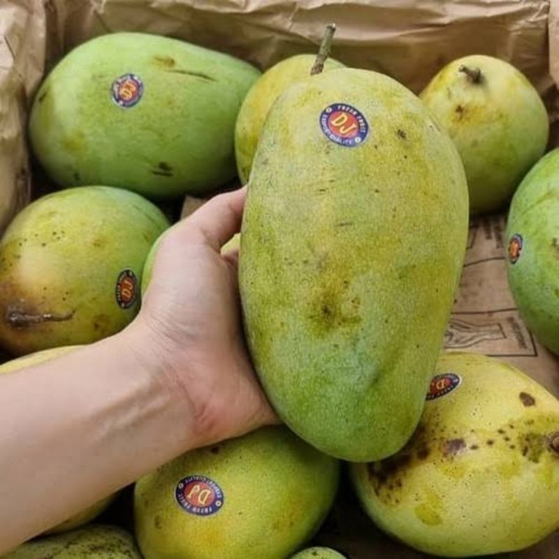 

Mangga Gajah 5 kg / PROMO PANEN RAYA