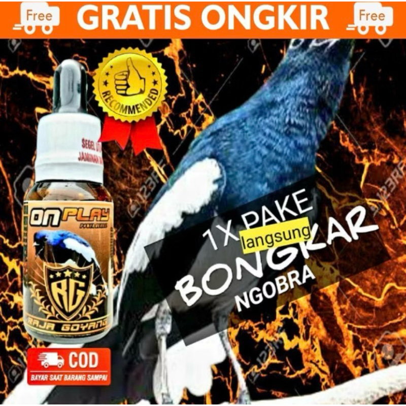 ON PLAY RG RAJA GOYANG PENGGACOR BURUNG KACER