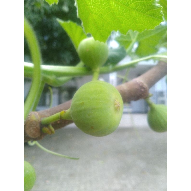 

Buah Tin