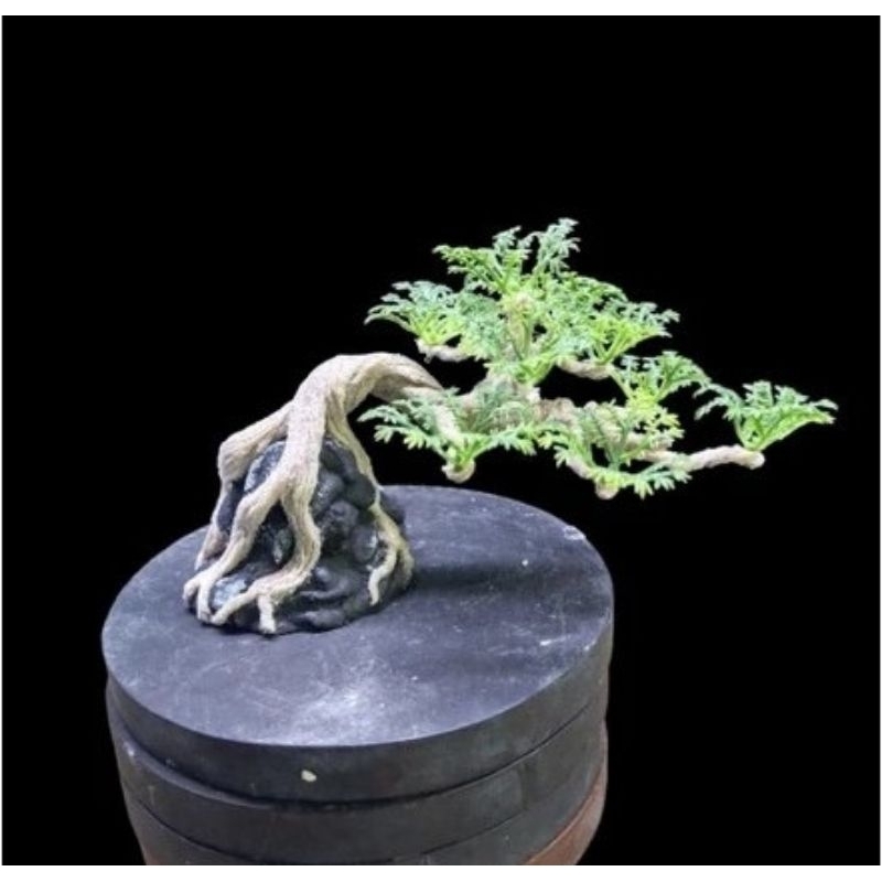 Hiasan Aquarium Bonsai mame replika / Bonsai Aquarium