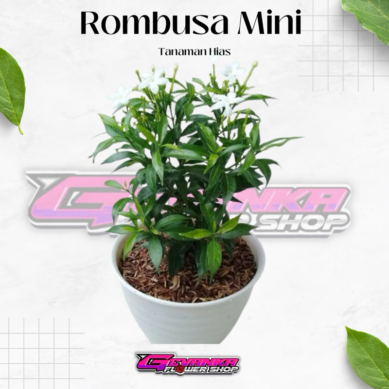 Melati China - Rombusa - Tanaman Hias - Tanaman hias rombusa mini bunga putih