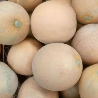

Melon Madu Super Manis 1buah -+ 2kg