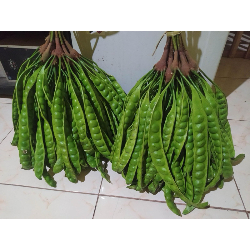 

pete jengkol wonogiri