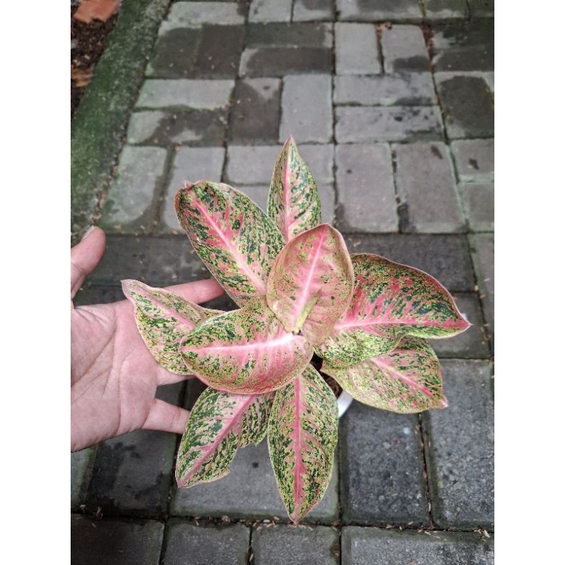 tanaman hias aglonema ARINI