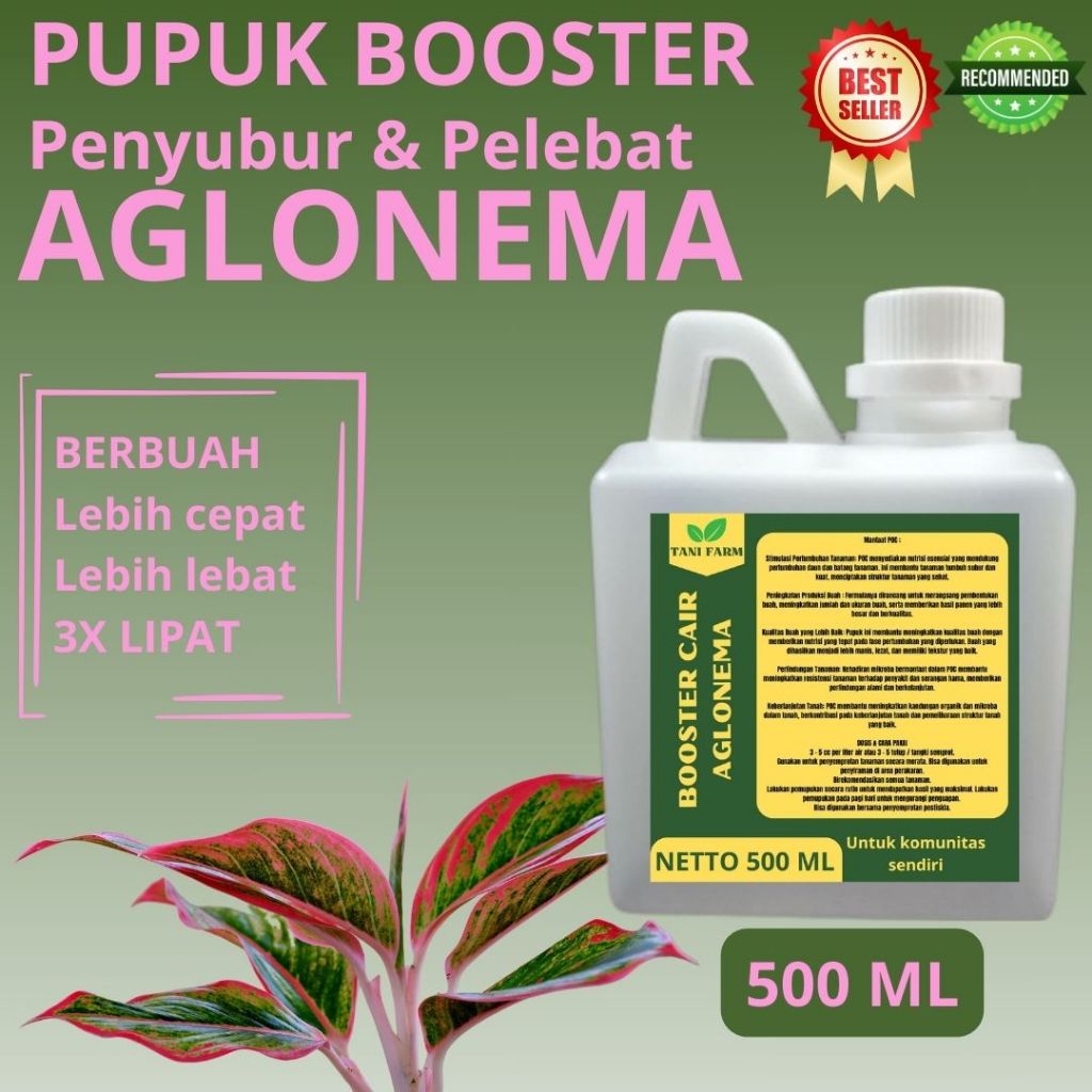 Pupuk Aglonema Agar Lebat dan Berat / Pupuk Aglonema / Pupuk Aglonema Baru Tanam / Pupuk Aglonema
