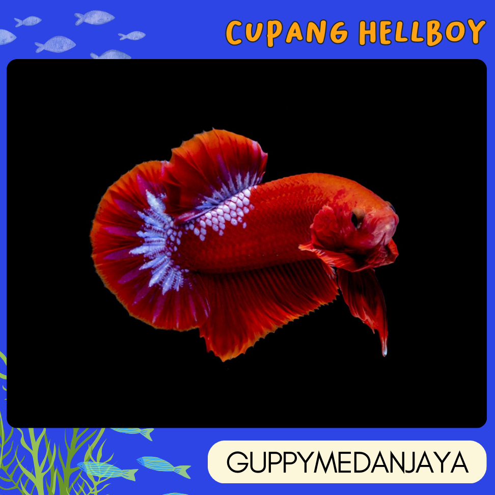 CUPANG HELLBOY - sticker buku tulis mainan anak - hiasan akuarium