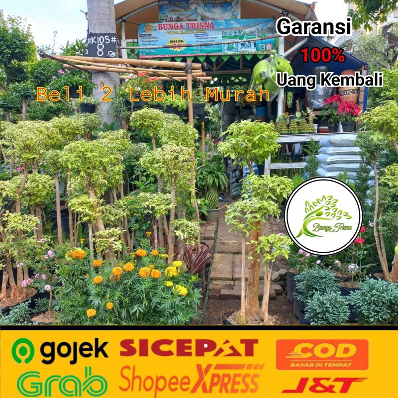 TANAMAN HIAS BONSAI ANTING PUTRI 1,5 METER / BONSAI TAMAN / POHON BONSAI ANTING PUTRI KUNING VARIGAT