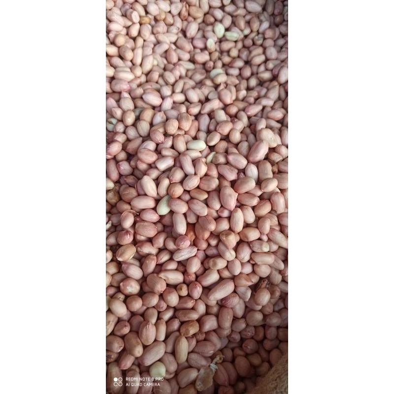 

Kacang tanah Tuban los2an (packing plastik)