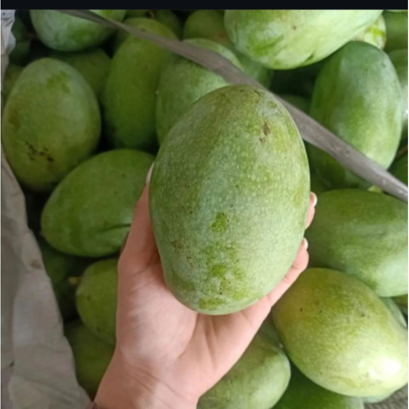 

Siap Kirim Mangga Manalagi Manis dan Fresh 1 kg