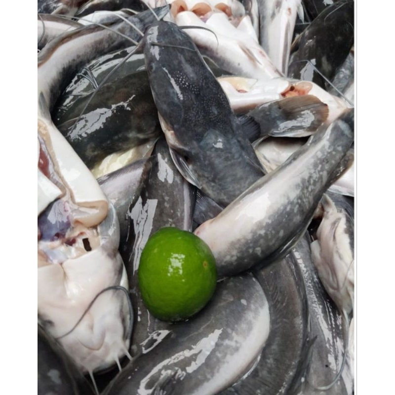 

Lele Mentah Lele Segar Lele Marinasi