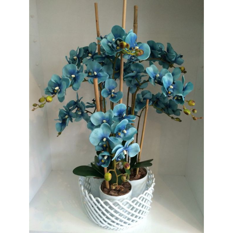 tanaman hias bunga anggrek bulan warna biru