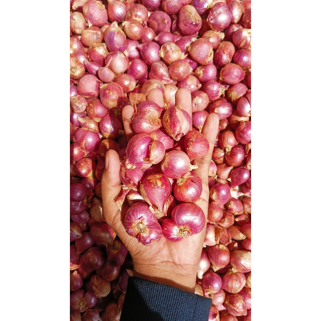 

Bawang Merah I 100% Pilihan Terbaik Probolinggo