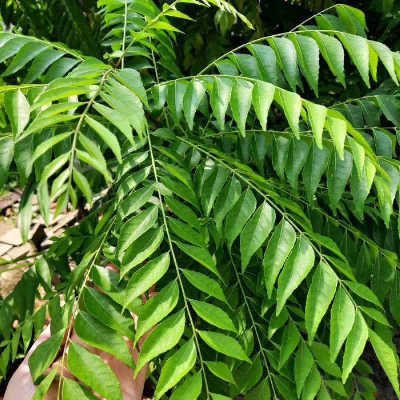 

daun kari segar per 100 gr