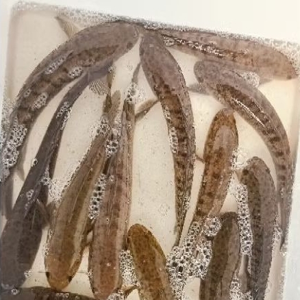 

Ikan gabus termurah kirim fresh sudah di bersihkan