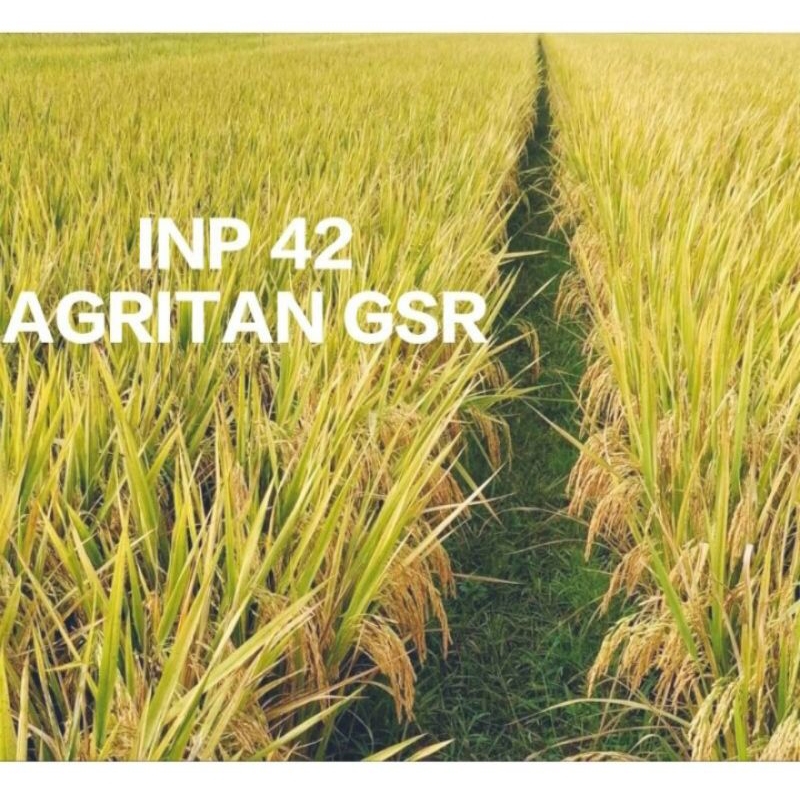 BENIH PADI INPARI 42 AGRITAN GSR ULTRA