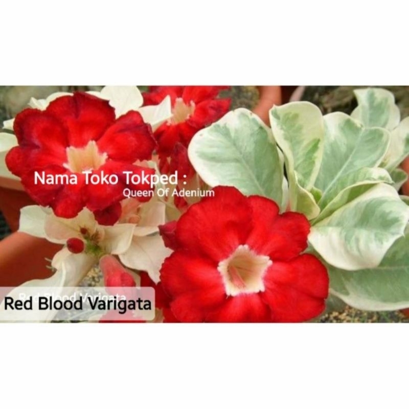 Adenium Single kamboja Jenis RED BLOOD VARIGATA SIZE A