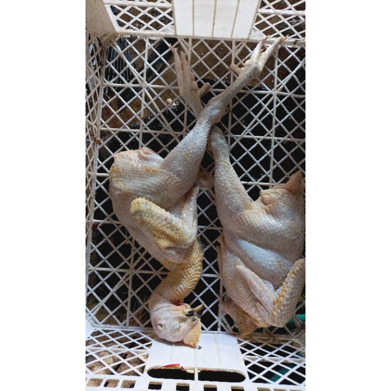 

ayam kampung setengah ekor /dari bobot 1kg