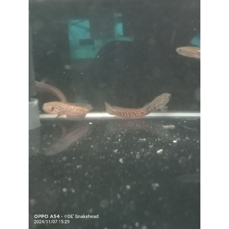 BE Channa Asiatica RSP Kalimaya (full mutiara)