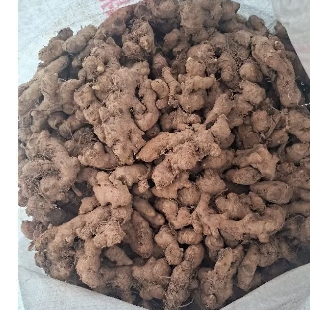 

jahe emrit segar / jahe emprit 500 gr